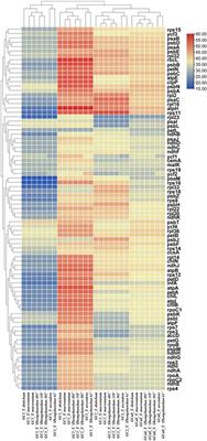 Novel molecular markers for Taxodium breeding from the chloroplast genomes of four artificial Taxodium hybrids